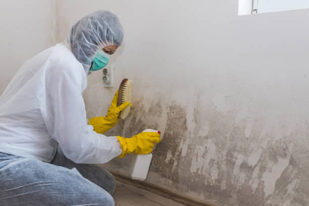 Best Mold Removal and Inspection  in Clarence Center, NY