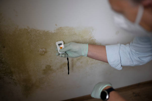 Best Certified Mold Removal  in Clarence Center, NY