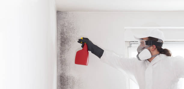 Mold Removal and Inspection in Clarence Center, NY