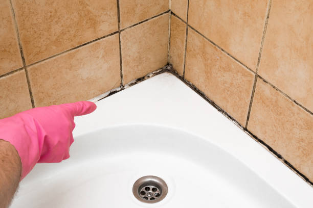 Best Same-Day Mold Removal  in Clarence Center, NY